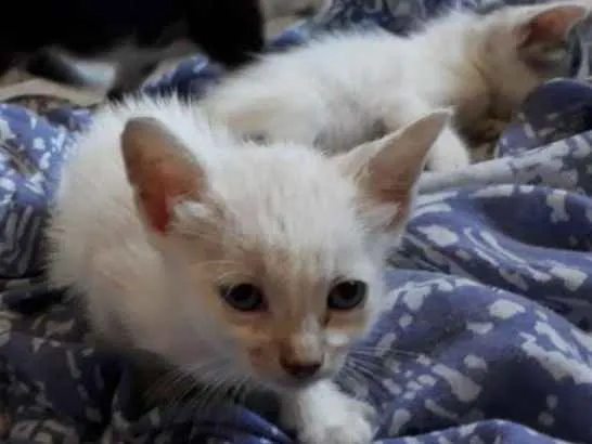 Gato raça SRD idade Abaixo de 2 meses nome Ainda não tem