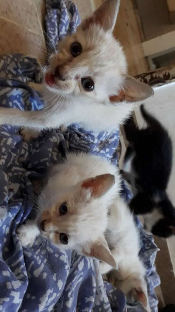 Gato raça SRD idade Abaixo de 2 meses nome Ainda não tem