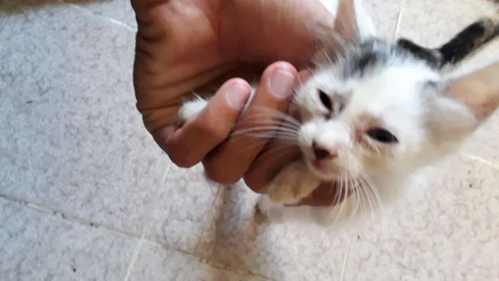 Gato raça SRD idade Abaixo de 2 meses nome Ainda não tem