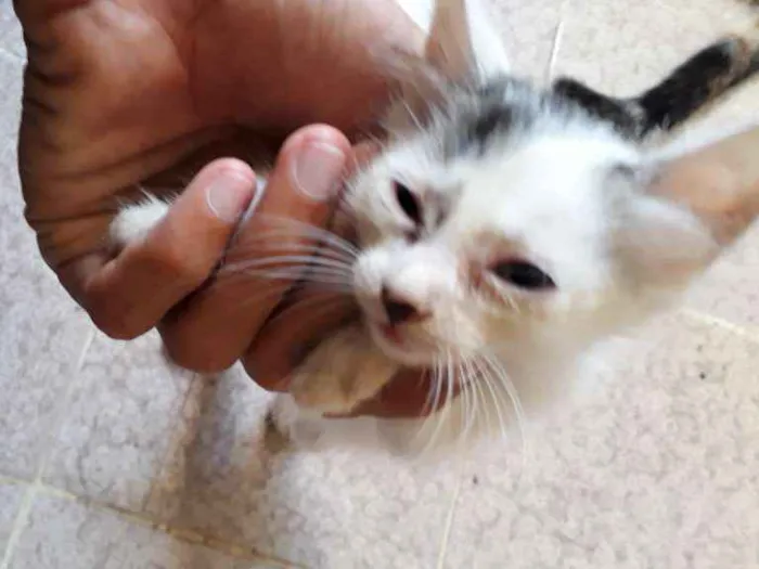 Gato raça SRD idade Abaixo de 2 meses nome Ainda não tem