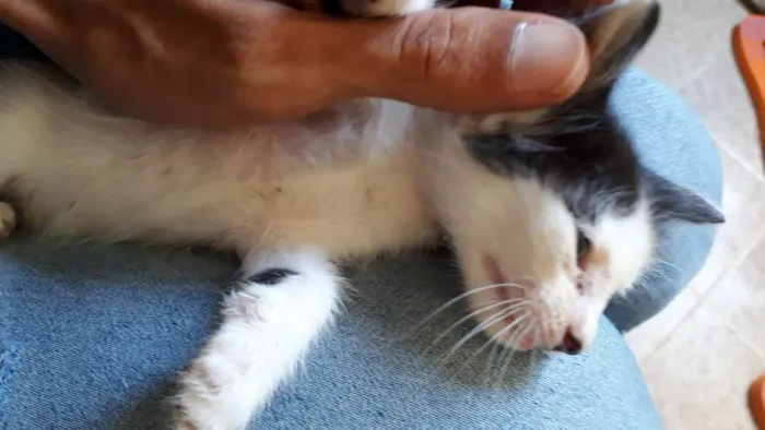 Gato raça SRD idade Abaixo de 2 meses nome Ainda não tem