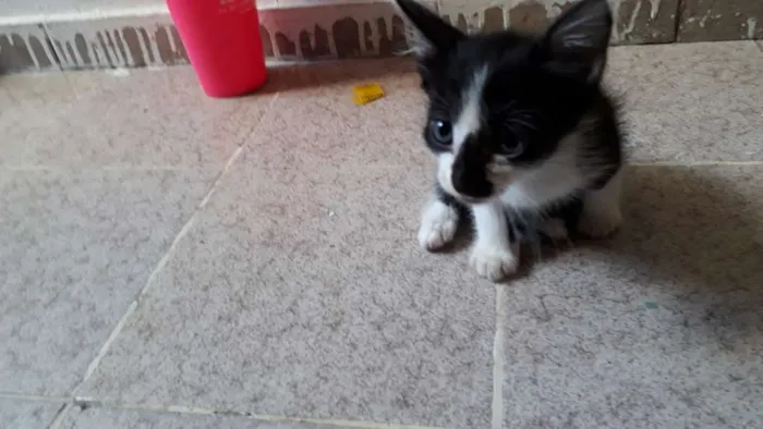 Gato raça SRD idade Abaixo de 2 meses nome Ainda não tem