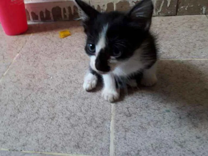 Gato raça SRD idade Abaixo de 2 meses nome Ainda não tem