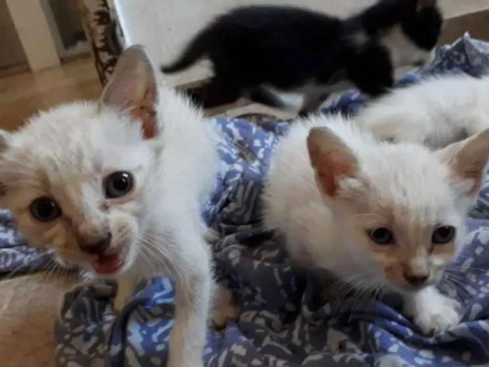 Gato raça SRD idade Abaixo de 2 meses nome Ainda não tem