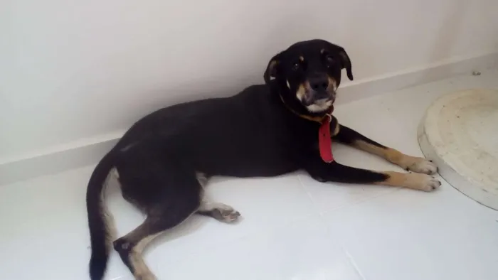 Cachorro raça Desconheço idade 1 ano nome Spyck