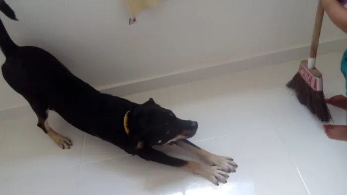 Cachorro raça Desconheço idade 1 ano nome Spyck