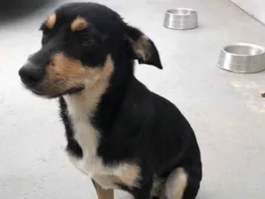 Cachorro raça Vira lata idade 2 a 6 meses nome Ayla