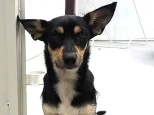 Cachorro raça Vira lata idade 2 a 6 meses nome Ayla