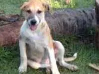 Cachorro raça Viralata idade 2 a 6 meses nome Sol