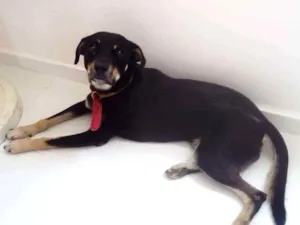 Cachorro raça Desconheço idade 1 ano nome Spyck