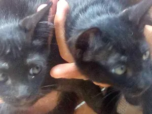 Gato raça  idade Abaixo de 2 meses nome Gatos