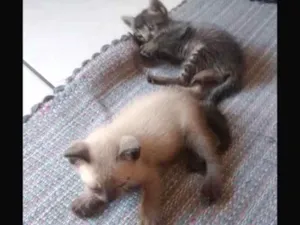 Gato raça Não sei idade Abaixo de 2 meses nome Neném