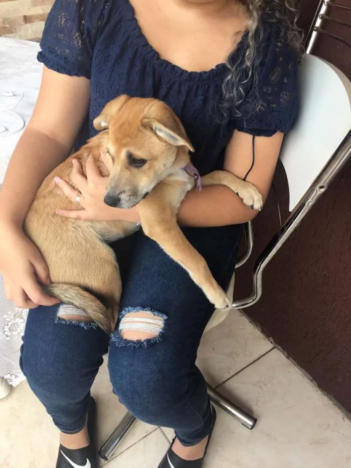 Cachorro ra a Vida lata  idade 2 a 6 meses nome Mel 