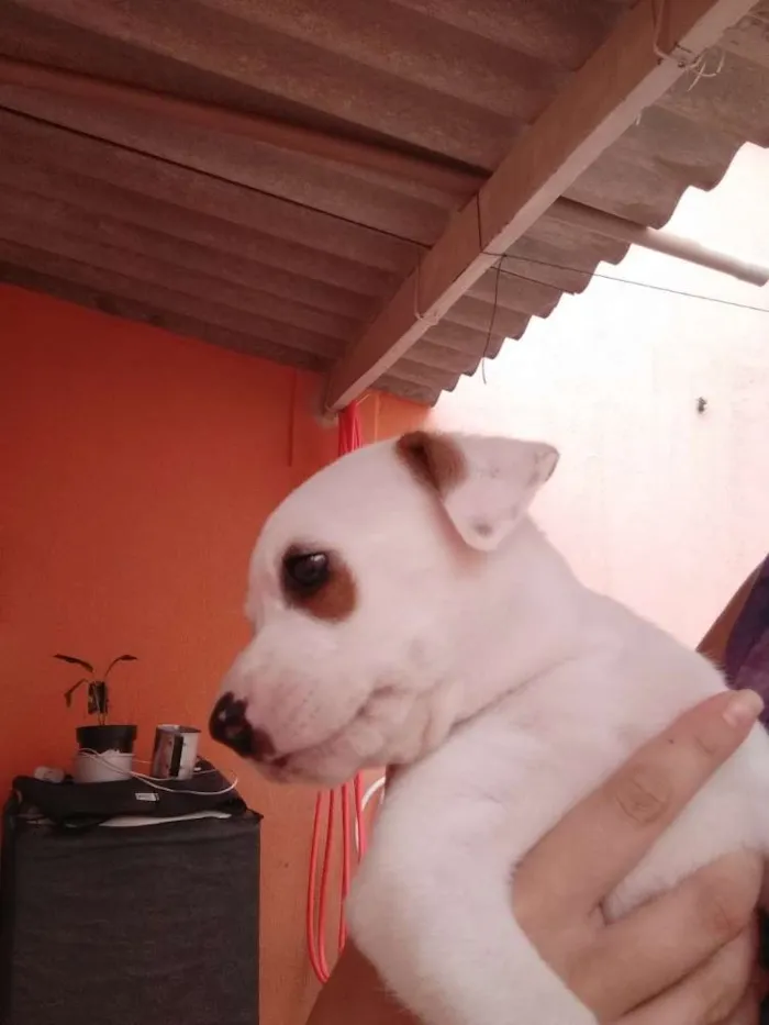 Cachorro ra a Mistura de Viralata e Pitbull idade Abaixo de 2 meses nome Piratinha