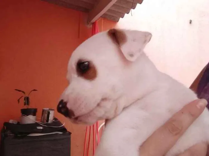 Cachorro ra a Mistura de Viralata e Pitbull idade Abaixo de 2 meses nome Piratinha