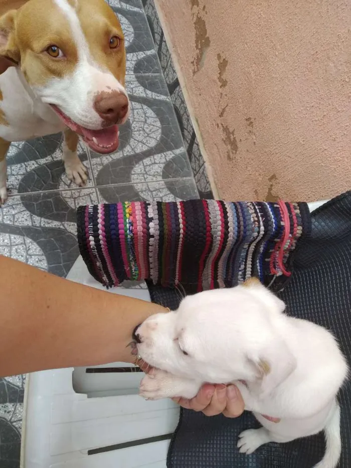 Cachorro ra a Mistura de Viralata e Pitbull idade Abaixo de 2 meses nome Piratinha