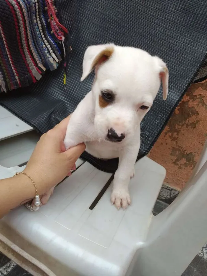 Cachorro ra a Mistura de Viralata e Pitbull idade Abaixo de 2 meses nome Piratinha