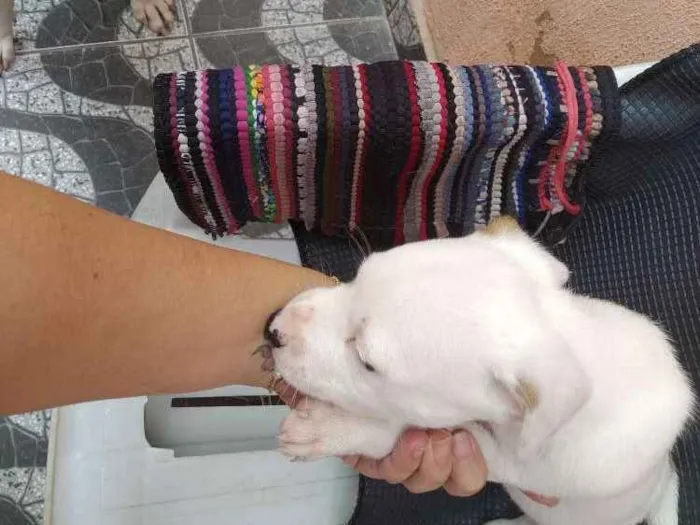 Cachorro ra a Mistura de Viralata e Pitbull idade Abaixo de 2 meses nome Piratinha