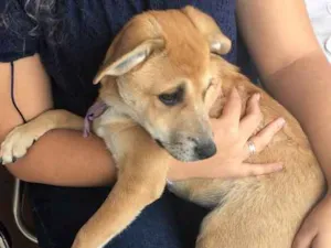 Cachorro raça Vida lata  idade 2 a 6 meses nome Mel 