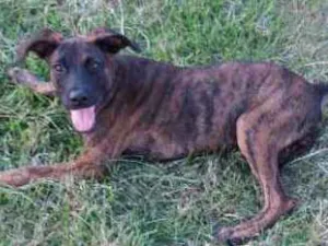 Cachorro raça Desconhecida idade 2 a 6 meses nome Thor