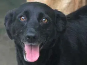 Cachorro raça  idade 4 anos nome Monique