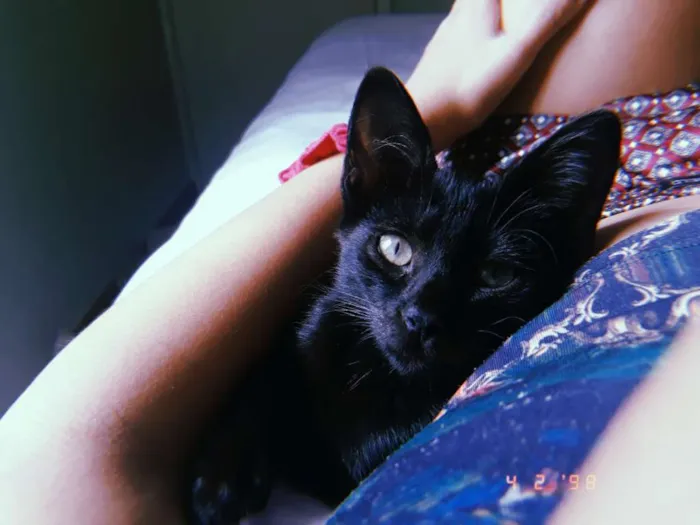 Gato ra a Srd idade Abaixo de 2 meses nome Melanina