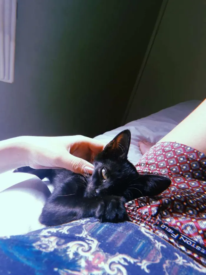 Gato ra a Srd idade Abaixo de 2 meses nome Melanina