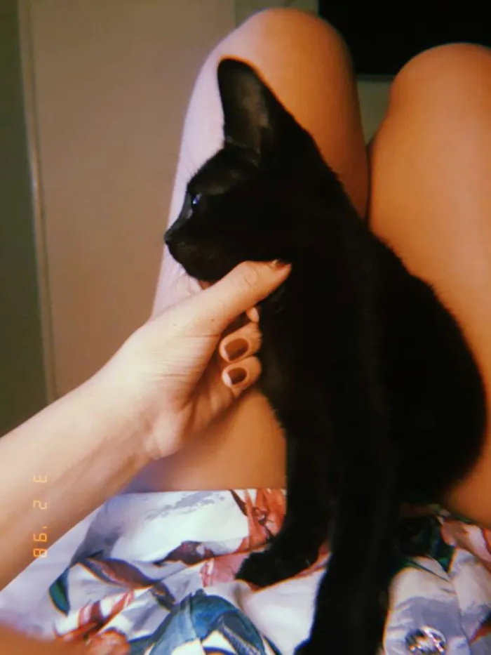 Gato ra a Srd idade Abaixo de 2 meses nome Melanina