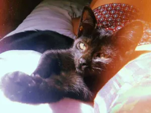 Gato raça Srd idade Abaixo de 2 meses nome Melanina