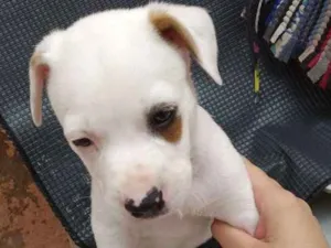 Cachorro raça Mistura de Viralata e Pitbull idade Abaixo de 2 meses nome Piratinha