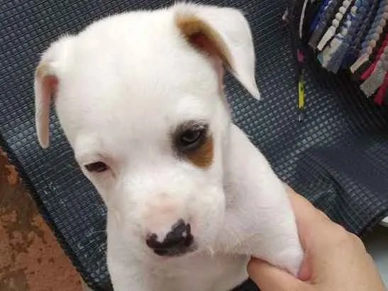 Cachorro ra a Mistura de Viralata e Pitbull idade Abaixo de 2 meses nome Piratinha