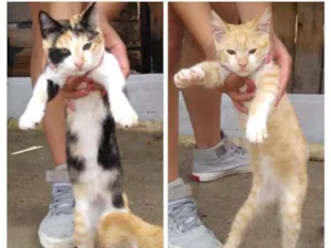 Gato raça sem raça definida  idade 2 a 6 meses nome sem nome