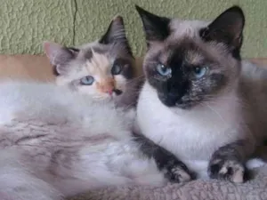 Gato raça SRD idade 2 a 6 meses nome Mila e Anne