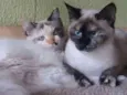Mila e Anne