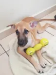 Athena