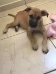 Athena