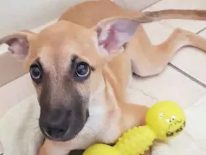 Cachorro raça  idade 2 a 6 meses nome Athena