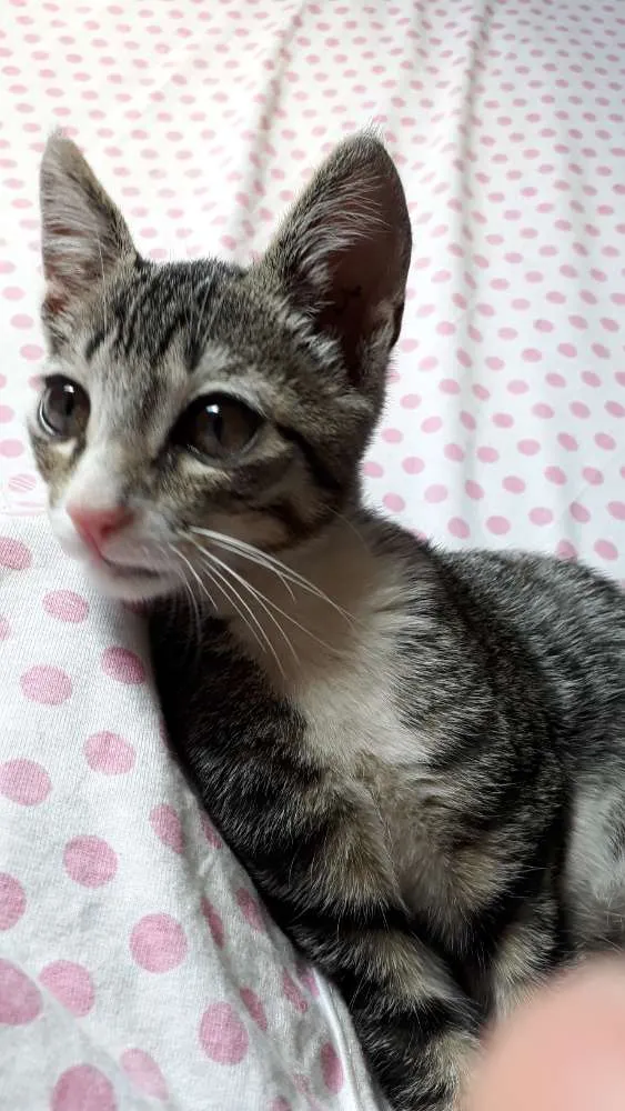 Gato ra a Srd idade Abaixo de 2 meses nome Sem nome