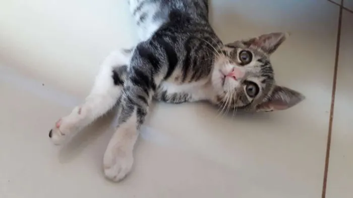 Gato ra a Srd idade Abaixo de 2 meses nome Sem nome