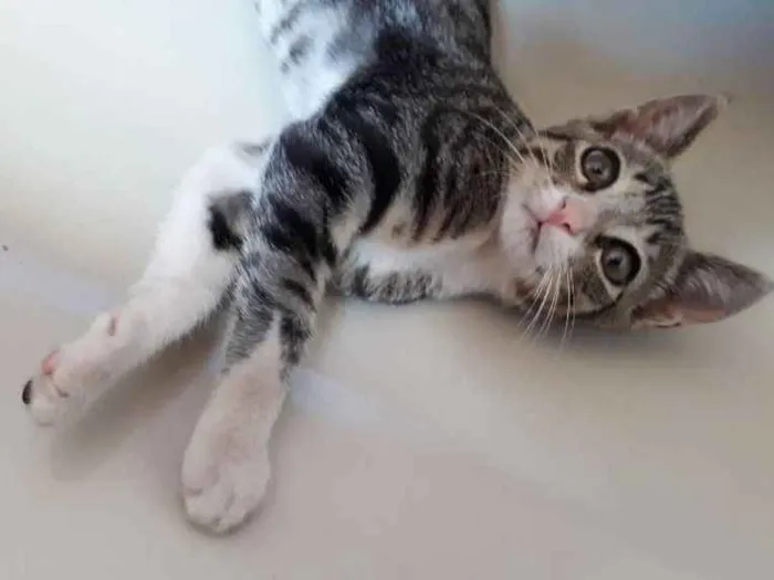 Gato ra a Srd idade Abaixo de 2 meses nome Sem nome