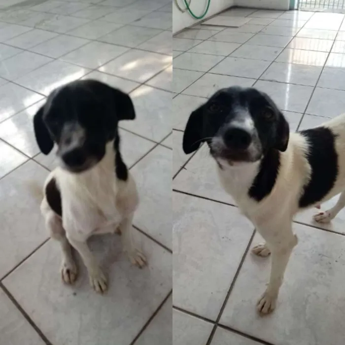 Cachorro ra a Vira lata idade  nome Estrela