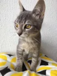Gato raça SRD idade 2 a 6 meses nome Mingau