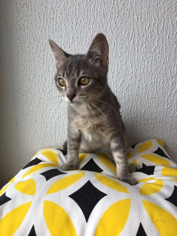 Gato raça SRD idade 2 a 6 meses nome Mingau
