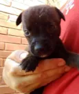 Frodo