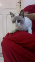 Bela