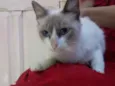 Bela