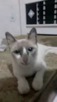 Bela