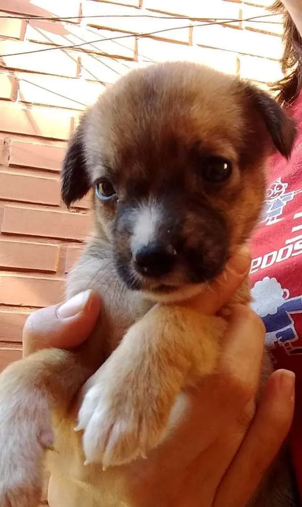 Cachorro ra a SRD idade Abaixo de 2 meses nome Magali