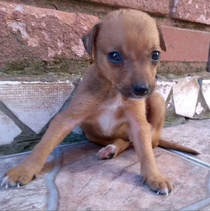 Cachorro ra a SRD idade Abaixo de 2 meses nome Linda