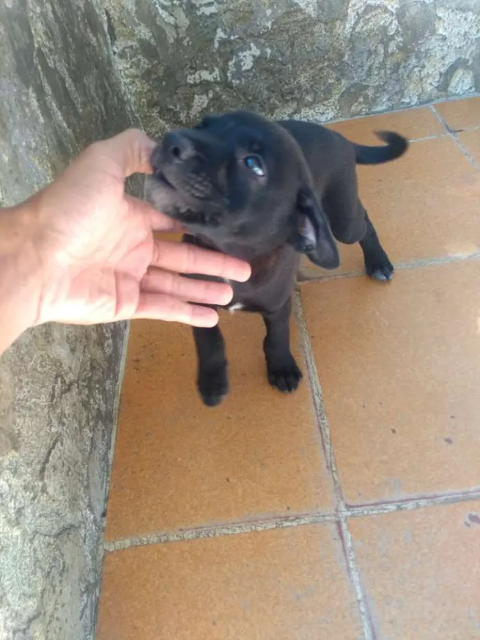 Cachorro ra a Vira Lata idade Abaixo de 2 meses nome Taz e Lia